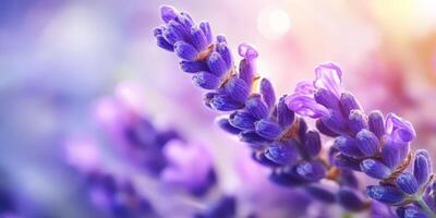 Lavender Flower Bloom Close-Up. Soft Purple Tones with Bokeh Lights Background photo
