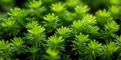 Green Moss Background Texture, Close Up Fresh Green Moss Natural Plant. Forest Floor and Woodland Ecosystem photo