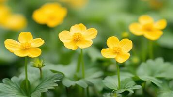 Radiant Buttercups Blooming. Bright Yellow Flowers in Soft Focus Garden Setting, Sunny Day photo