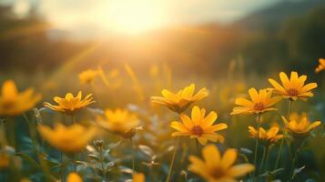 Dreamy Yellow Flowers. Warm Sunset in Blooming Field with Beautiful Light photo