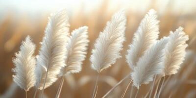 Elegant White Fluffy Grass Plumes Texture against Golden Sunshine Background Design Element photo