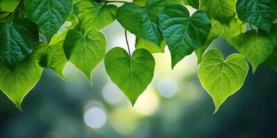 Fresh Green Leaves with Heart Shape in Forest. Beautiful Leaves Texture in Sunlight photo