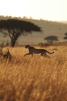 Cheetah runs in field. Big wild cat running across golden grass at sunrise. Wild animal in nature. African wildlife scene. photo