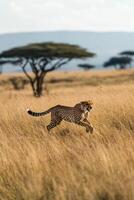Cheetah running fast in tall grass. African wildlife animal in nature scene. Spotted cat hunts in field with trees in background. Wild animal running. photo