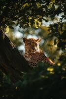 Leopard rests in tree. Wild cat looks ahead. Animal is spotted and calm in a forest environment. Big dangerous feline with nature background. photo