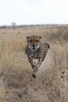 Cheetah running fast in wild field. Animal hunting prey. Spotted cat moves quickly. Wildlife scene of speed and power. Nature photograph photo