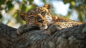 Leopard rests. Cat is on tree. Wild animal is resting. It is a beautiful day. photo