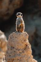 Meerkat animal stands upright on a rock. Small furry mammal looking alert. Wild animal watchful and curious in nature. Cute wild animal stands tall. photo