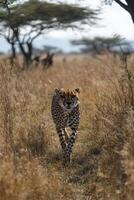 Cheetah walks forward in grass. Wild cat is hunting. Nature landscape in Africa. Tall dry plants and trees in background. photo