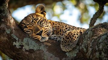 Leopard resting on tree branch. Big wild cat sleeps. Spotted animal in nature. Relaxed feline predator. Wildlife photography. African animal. photo