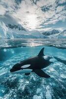 Orca whale swims in cold ocean water. Icebergs and mountains in the background. Animal floats near surface. Underwater scene with light. photo