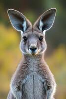 Kangaroo stands tall. Large ears alert. Animal looking forward. Calm and curious. Natural setting. Wildlife portrait. Grey fur. Australian fauna. photo