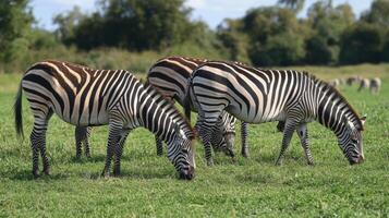 Zebra group grazing on green grass. Animals eating grass in nature. Zebras with stripes in field. Wildlife scene with zebras. photo