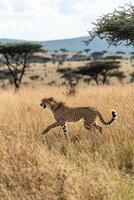 Cheetah runs across the grass. Wild cat in a field. Spotted feline moving quickly. Animal on the plains in nature. photo
