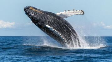 Whale jumps from water. Huge sea animal leaps high. Big body and wave splash. Whale in ocean with clear sky. photo