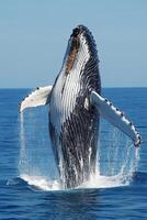 Whale jumping out of ocean. Large sea animal with open water and blue sky. Marine wildlife showing power. Wild whale rising in the sea. photo