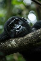 Gorilla Resting on Branch. Black Gorilla lying on tree limb. Animal portrait. Monkey in jungle forest. Wild creature looks at camera. photo