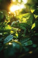 Green chameleon sits on leaves. Sunlight shines through leaves. Small lizard observes its environment. Nature background with reptile wildlife. photo