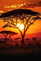 African trees silhouette. Sun shining through branches. Golden warm light over horizon. Grassy field in sunset. Nature background. photo
