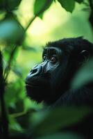 Gorilla portrait in forest. Wild animal looking. Monkey face close up. Green leaves background. Wildlife scene. Primate staring. photo