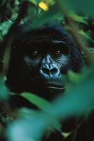 Gorilla portrait. Wild animal looking at camera through green foliage. Head shot of a primate. Peaceful ape in its natural habitat. Jungle foliage background. photo