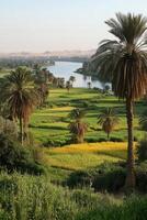 Palm trees over fields near river. View of countryside with river and vegetation. Quiet scenic landscape with trees and greenery. photo