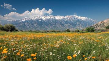 Mountain view over flower field. Yellow blooms in a meadow below snowy peaks. Clouds above green grass and springtime colors. Scenic landscape. photo