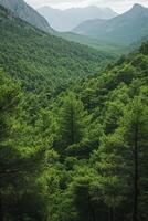 Green forest valley. Mountain range beyond trees. Nature landscape image. Overcast light. Scenic view. Dense trees cover hills. Woodland scenery. photo