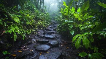 Green forest path. Wet stones on trail. Lush plant life grows. Foggy scene in nature. Walk in woods. photo