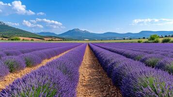 Lavender field growing in rows under blue sky. Mountains in background. Purple flowers on farm. Rural scenery. Summer landscape with plants. photo
