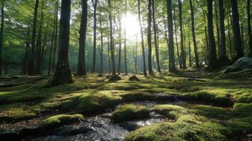 Green forest scene with sunlight through trees. Moss covered ground. Stream flowing. Nature background. Tranquil outdoor environment. Peaceful forest. photo