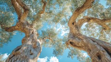Old olive trees reaching up to the sky. Looking up to tall gnarled tree trunks with green leaves and a soft blue sky background. photo
