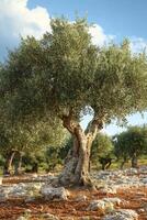 Olive tree in field. Sky with clouds. Old tree in sunlight. Stone on ground. Nature landscape. Country background. photo