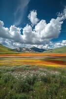 Flower field landscape with many colors. Mountains are distant. Sky is blue with large white clouds. Flowers bloom in nature. Scenic view. photo