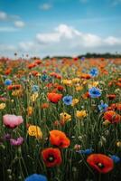 Colorful flowers bloom in a field. Many poppies under a bright blue sky with light white clouds on a nice day. photo