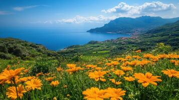 Yellow flowers bloom on green hillside. Blue ocean and mountain range in the background under clear sky. Coastal landscape on a bright sunny day. photo