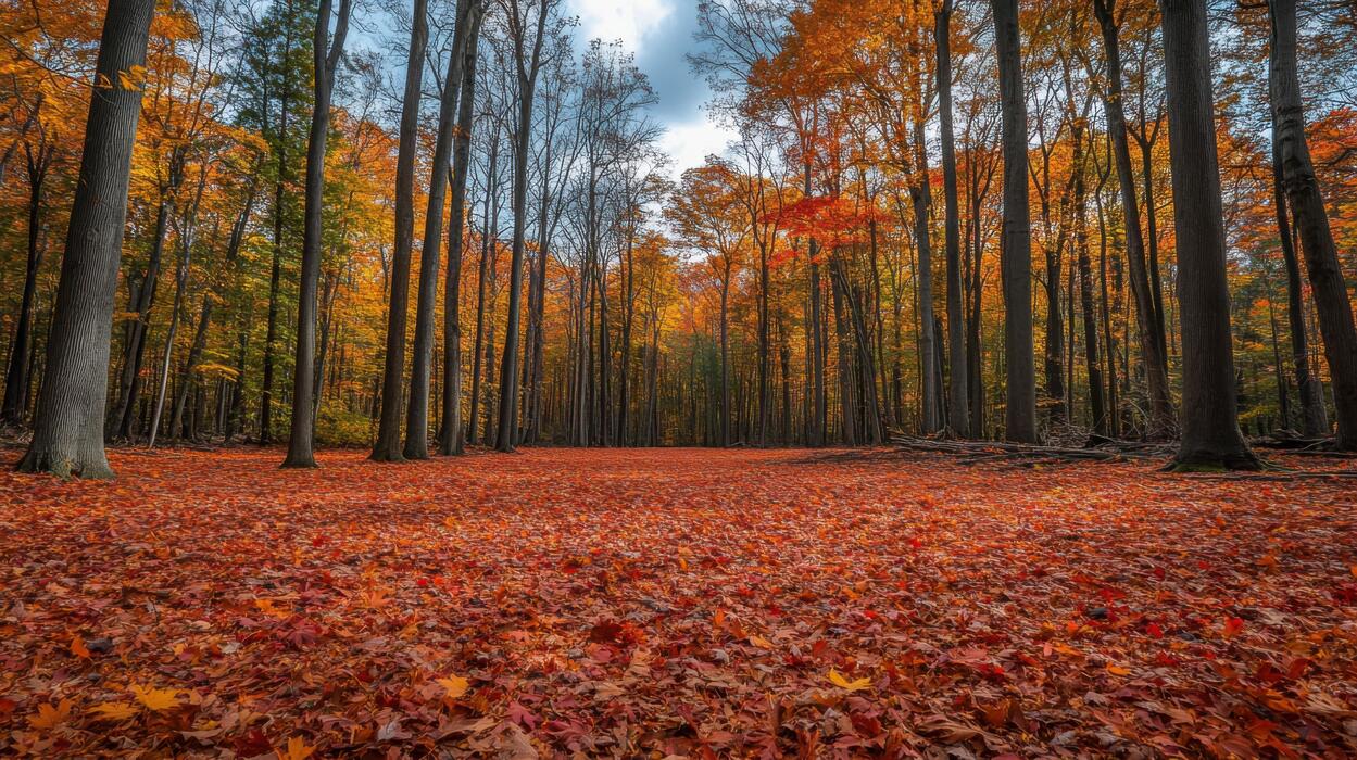 autumn-forest-landscape-tall-