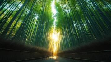 Bamboo forest path sunlight breaking through tall green trees. Sun rays illuminate narrow road through lush grove with fence beside the road. photo