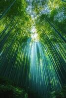 Tall green bamboo trees form dense forest canopy. Sunlight shines through leaves. Ground level view looking upward. Lush green plants grow below. photo