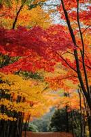 Autumn trees line a path. Red yellow orange leaves cover branches. Sunlight filters through the foliage. Forest scenery shows vibrant colors. photo