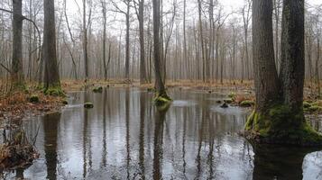 Swamp landscape with tall trees and moss near calm water reflecting the forest in spring with bare branches on overcast sky. photo