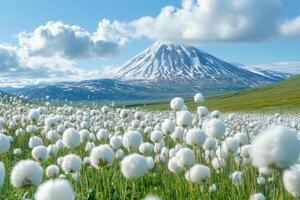 White cotton grass field growing in green meadow beneath snow covered mountain under blue sky with fluffy clouds on sunny day in nature photo