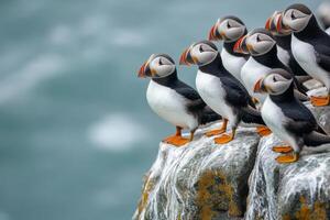 Group of puffins standing on rocky cliff edge. Birds with bright beaks on a rock face overlooking ocean. Seabirds in natural habitat. photo