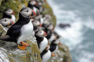 Atlantic puffin standing on rocky cliff edge. Group of seabirds on rocks overlooking ocean. Bird with colorful beak on coast. photo