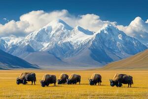 A group of bison graze in a yellow field, with large snow covered mountains and a blue sky with white clouds in the background. photo