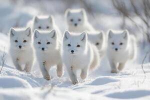 Several white foxes run forward. The animals are in a snowy winter landscape. The sunshine creates a beautiful light on the fur. photo