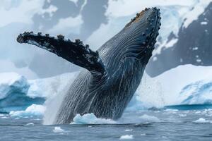 Humpback whale breaches frigid ocean water. Iceberg chunks float nearby. Majestic mammal displays fin and body. Snowy mountain backdrop. Wildlife scene. photo