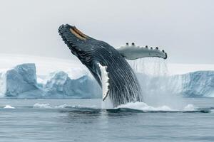 Humpback whale jumps out of water. Big animal in the cold sea. Icebergs floating in ocean. Wildlife scene near icy coast. photo