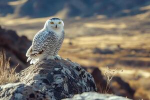 White polar owl sits on gray rock. Bird with yellow eyes watches. Mountain landscape background with dry plants. Nature in warm light. photo