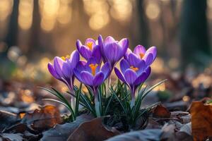 Purple Crocus Flowers Bloom Amongst Fallen Leaves in a Forest Setting with Soft Golden Sunlight Background during Spring Season photo